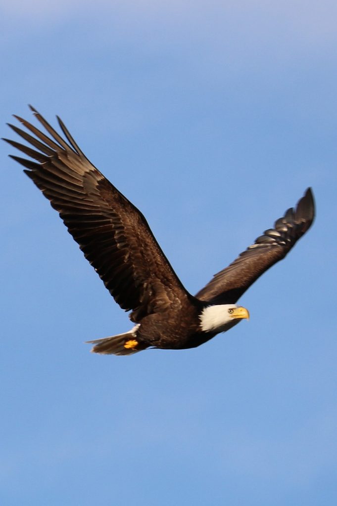 eagle-4250865_1920