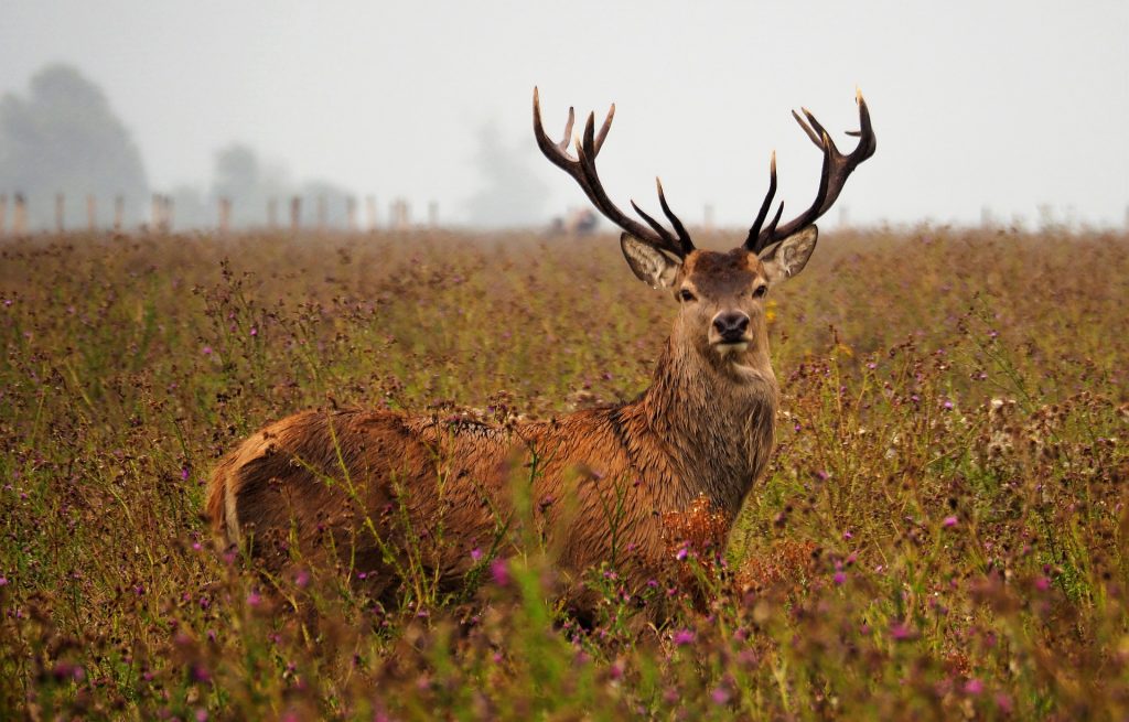 deer-4482874_1920 Image by Hans Bijstra